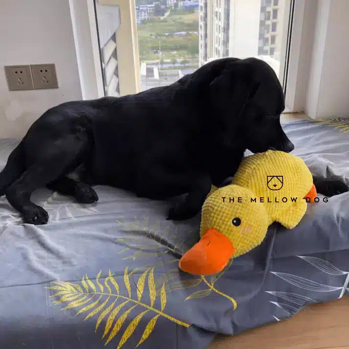 Soothing Quack™ Calming Duck